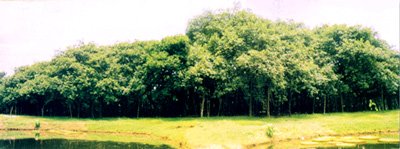 सिबपूर (कोलकाता) येथील भारतीय वनस्पती उद्यानातील प्रचंड वटवृक्ष